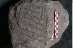 Foto (Detailansicht) von Senftenbergia crenata Lindl. et H. (NHMW-GEO-2024-0188-10950)